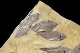 14.9" Fossil Fish (Gosiutichthys) Mortality Plate - Lake Gosiute - #130054-2